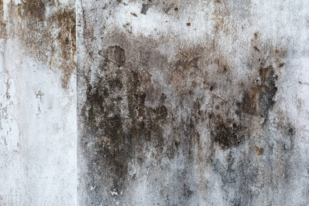 Reliable Milford, PA Mold Removal Solutions