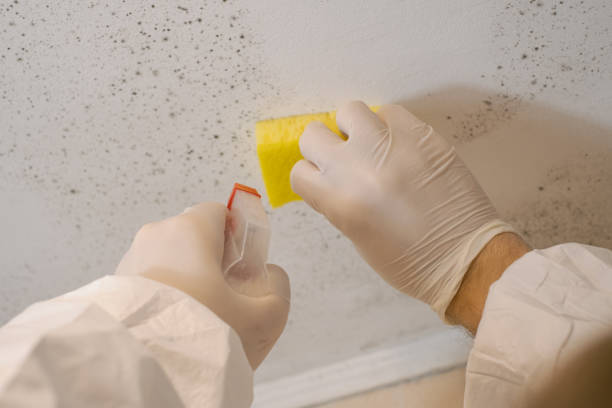 Best Black Mold Removal  in Milford, PA