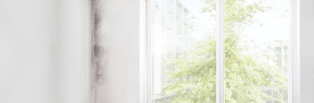 Best Attic Mold Removal  in Milford, PA