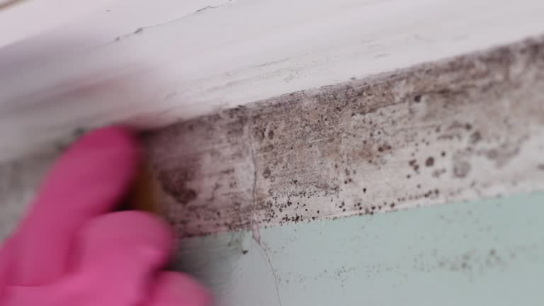 Best Real Estate Mold Inspection  in Milford, PA